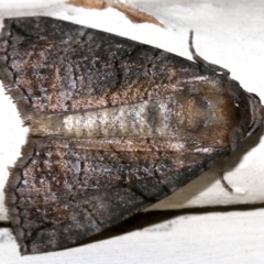 Dysbatus (genus) (A Line Geometrid.) at Lilli Pilli, NSW - 8 Aug 2019 by jbromilow50