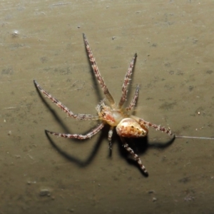 Araneidae (family) at Acton, ACT - 19 Aug 2019