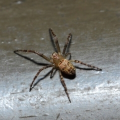 Araneidae (family) at Acton, ACT - 19 Aug 2019