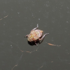 Cicadellidae (family) at Acton, ACT - 19 Aug 2019