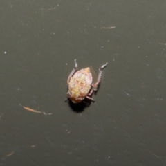 Cicadellidae (family) at Acton, ACT - 19 Aug 2019