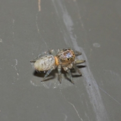 Opisthoncus sp. (genus) (Opisthoncus jumping spider) at Acton, ACT - 19 Aug 2019 by TimL