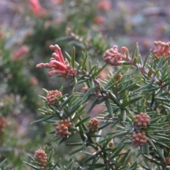 Grevillea sp. at Fadden, ACT - 21 Aug 2019 04:38 PM