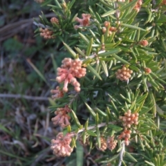 Grevillea sp. at Fadden, ACT - 21 Aug 2019 04:38 PM