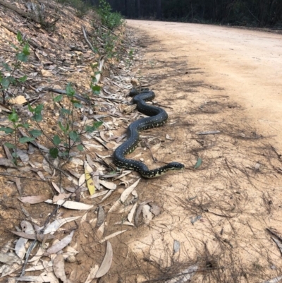 Morelia spilota spilota (Diamond Python) at Wonboyn North, NSW - 11 Aug 2019 by MickBettanin