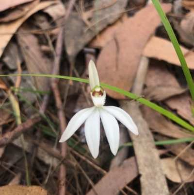 Caladenia catenata (White Fingers) at Eden, NSW - 27 Jul 2019 by MickBettanin