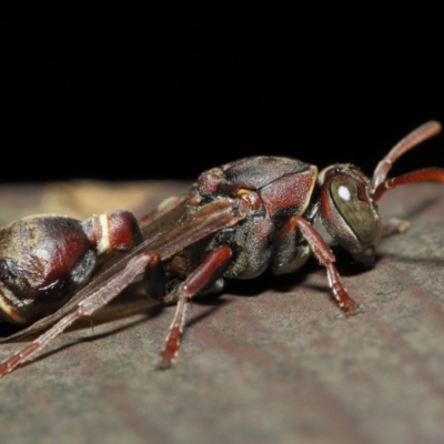 Ropalidia plebeiana (Small brown paper wasp) at Acton, ACT - 16 Aug 2019 by TimL