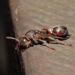 Ropalidia plebeiana at Acton, ACT - 16 Aug 2019 01:48 PM