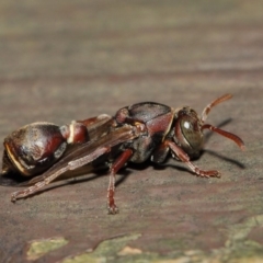 Ropalidia plebeiana at Acton, ACT - 16 Aug 2019 01:48 PM