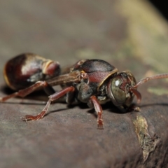 Ropalidia plebeiana at Acton, ACT - 16 Aug 2019 01:48 PM