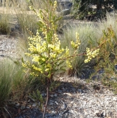 Acacia terminalis at Molonglo Valley, ACT - 22 Aug 2019