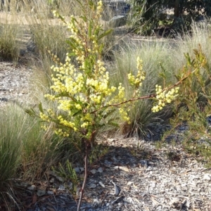 Acacia terminalis at Molonglo Valley, ACT - 22 Aug 2019