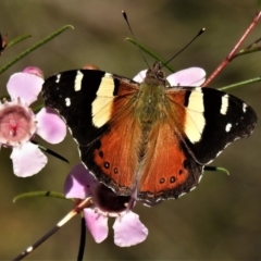 Vanessa itea (Yellow Admiral) at Acton, ACT - 22 Aug 2019 by JohnBundock