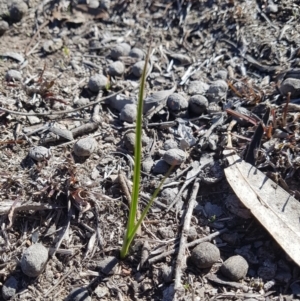 Wurmbea dioica subsp. dioica at Amaroo, ACT - 22 Aug 2019