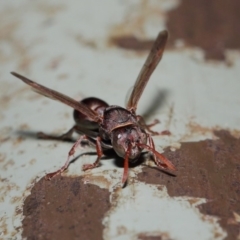 Ropalidia plebeiana at Acton, ACT - 16 Aug 2019 02:05 PM