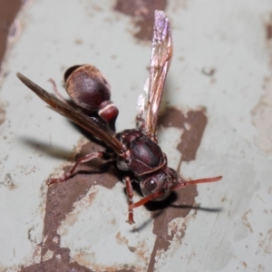 Ropalidia plebeiana at Acton, ACT - 16 Aug 2019 02:05 PM