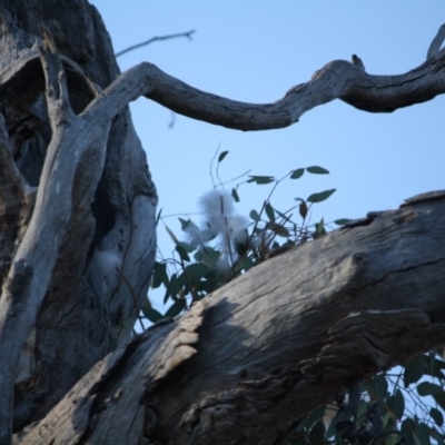 Chenonetta jubata (Australian Wood Duck) at GG110 - 22 Aug 2019 by LisaH