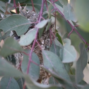 Smicrornis brevirostris at Deakin, ACT - 22 Aug 2019 06:24 PM