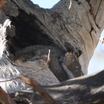 Trichosurus vulpecula (Common Brushtail Possum) at Hughes, ACT - 22 Aug 2019 by LisaH