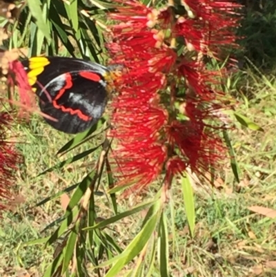 Delias nigrina (Black Jezebel) at Woodstock, NSW - 15 Jun 2019 by Evelynm