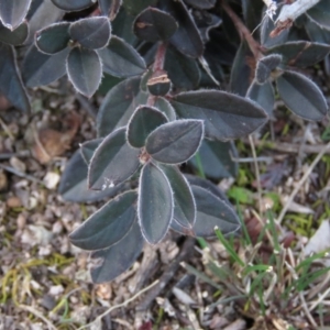 Cotoneaster pannosus at Fadden, ACT - 21 Aug 2019