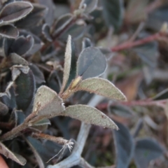 Cotoneaster pannosus at Fadden, ACT - 21 Aug 2019 04:41 PM