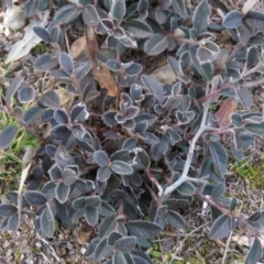 Cotoneaster pannosus at Fadden, ACT - 21 Aug 2019 04:41 PM