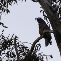 Callocephalon fimbriatum (Gang-gang Cockatoo) at Hughes, ACT - 16 Aug 2019 by BIrdsinCanberra