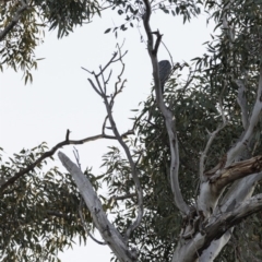 Callocephalon fimbriatum at Hughes, ACT - 17 Aug 2019