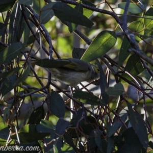 Ptilotula penicillata at Hughes, ACT - 17 Aug 2019