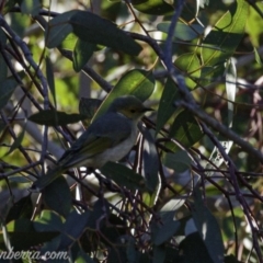 Ptilotula penicillata at Hughes, ACT - 17 Aug 2019