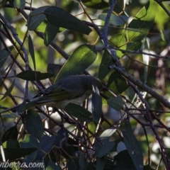 Ptilotula penicillata at Hughes, ACT - 17 Aug 2019