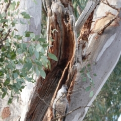 Callocephalon fimbriatum (Gang-gang Cockatoo) at Hughes, ACT - 18 Aug 2019 by JackyF