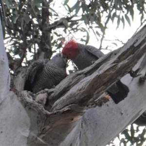 Callocephalon fimbriatum at Hughes, ACT - 18 Aug 2019