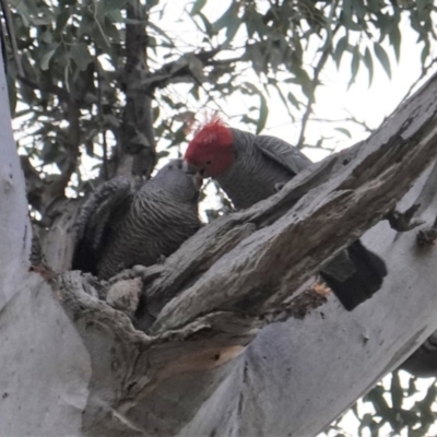 Callocephalon fimbriatum (Gang-gang Cockatoo) at Hughes, ACT - 18 Aug 2019 by JackyF