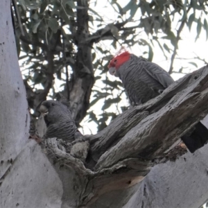 Callocephalon fimbriatum at Hughes, ACT - suppressed