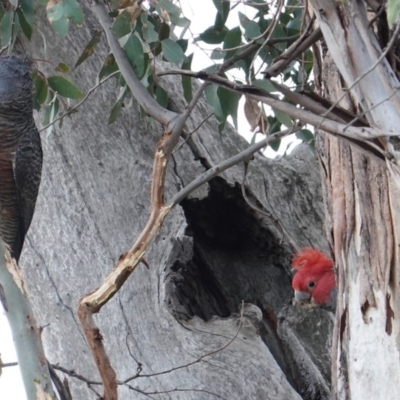 Callocephalon fimbriatum (Gang-gang Cockatoo) at Hughes, ACT - 18 Aug 2019 by JackyF