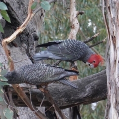 Callocephalon fimbriatum at Hughes, ACT - suppressed