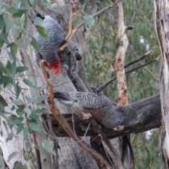 Callocephalon fimbriatum at Hughes, ACT - suppressed