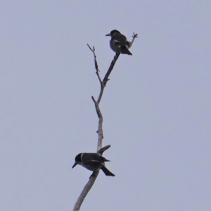 Cracticus torquatus at Hughes, ACT - 14 Aug 2019