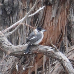 Cracticus torquatus at Hughes, ACT - 14 Aug 2019