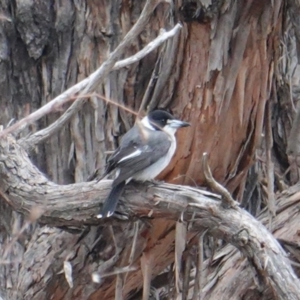 Cracticus torquatus at Hughes, ACT - 14 Aug 2019