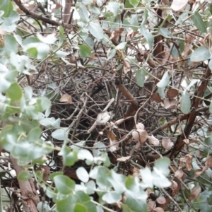 Cracticus torquatus at Hughes, ACT - 14 Aug 2019