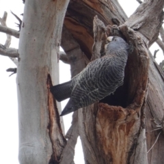 Callocephalon fimbriatum (Gang-gang Cockatoo) at Hughes, ACT - 14 Aug 2019 by JackyF