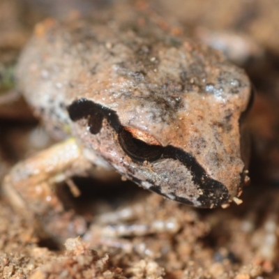 Litoria lesueuri (Lesueur's Tree-frog) at Morans Crossing, NSW - 17 Aug 2019 by Harrisi