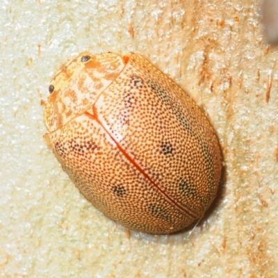 Paropsis atomaria (Eucalyptus leaf beetle) at Morans Crossing, NSW - 17 Aug 2019 by Harrisi