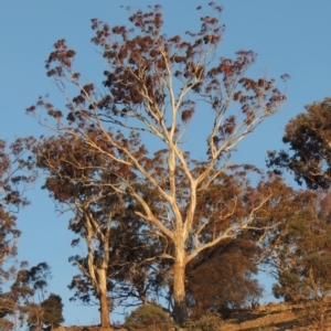 Eucalyptus melliodora at Banks, ACT - 20 Aug 2019