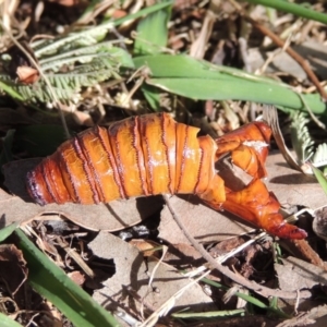 Hepialidae (family) at Conder, ACT - 4 Aug 2019