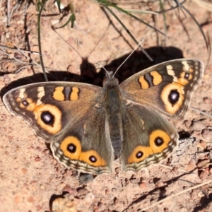 Junonia villida at Ainslie, ACT - 30 Jul 2019 12:16 PM