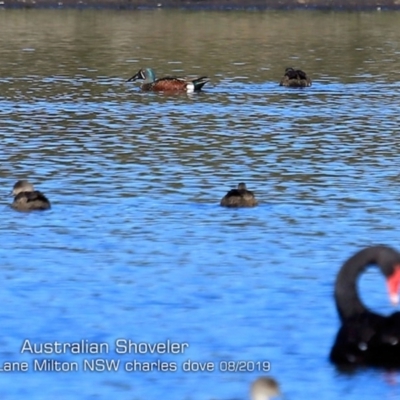 Spatula rhynchotis (Australasian Shoveler) at Milton, NSW - 12 Aug 2019 by Charles Dove